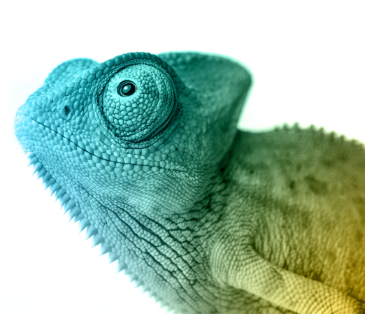 Side view of a chameleon looking up